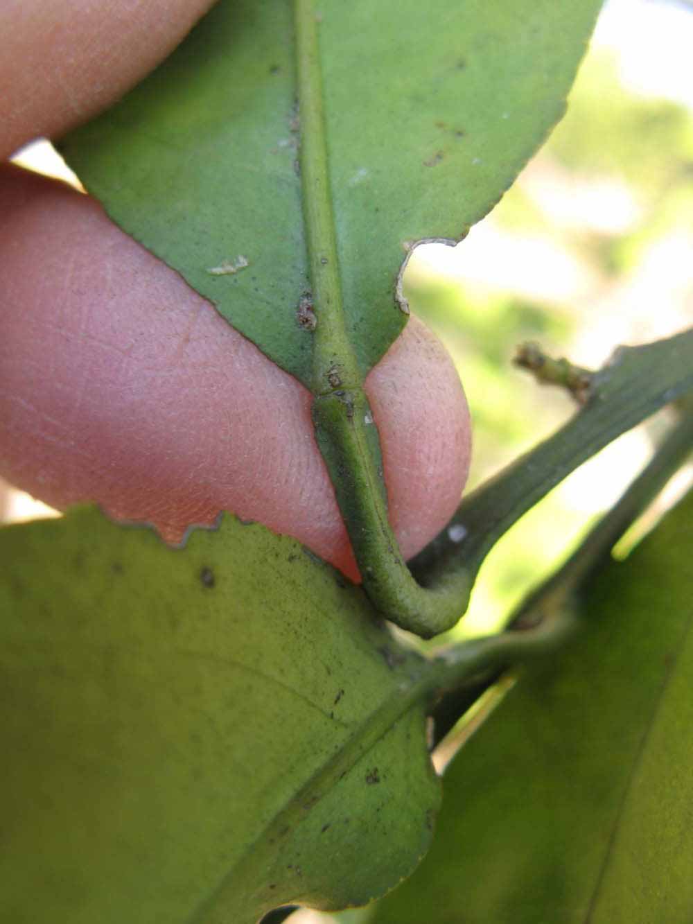              Petiole (Winter Haven, FL)       